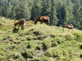 Ziegen sind auch dort